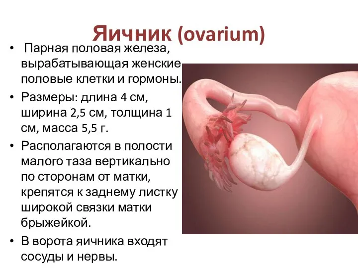 Яичник (ovarium) Парная половая железа, вырабатывающая женские половые клетки и гормоны. Размеры: