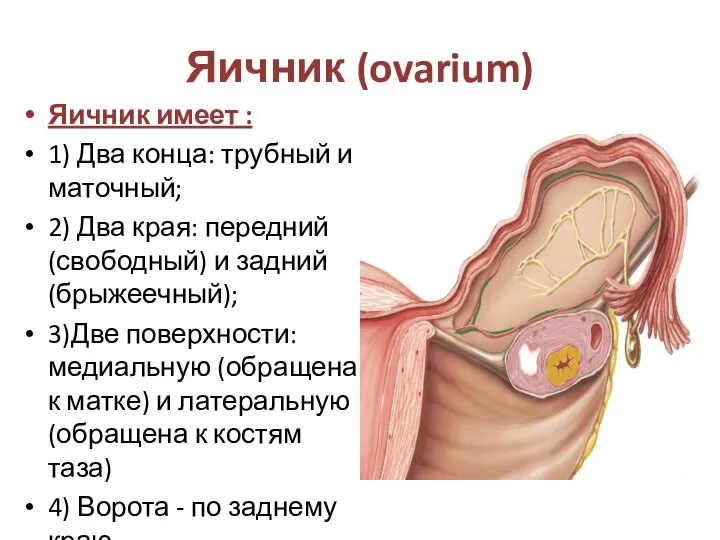 Яичник (ovarium) Яичник имеет : 1) Два конца: трубный и маточный; 2)