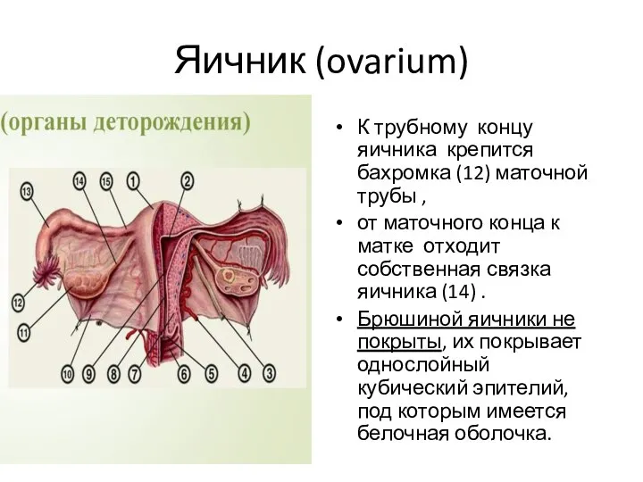 Яичник (ovarium) К трубному концу яичника крепится бахромка (12) маточной трубы ,