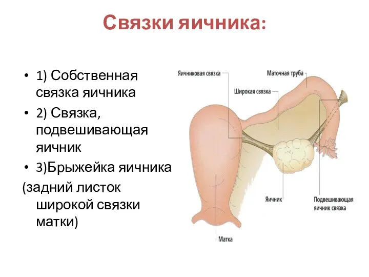 Связки яичника: 1) Собственная связка яичника 2) Связка, подвешивающая яичник 3)Брыжейка яичника