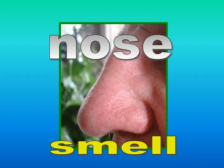 nose smell