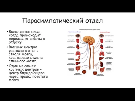 Парасимпатический отдел Включается тогда, когда происходит переход от работы к отдыху Высшие