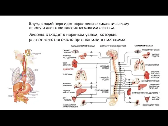 Блуждающий нерв идет параллельно симпатическому стволу и даёт ответвления ко многим органам.
