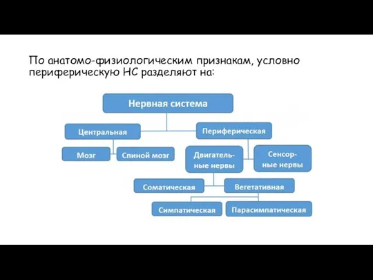 По анатомо-физиологическим признакам, условно периферическую НС разделяют на: