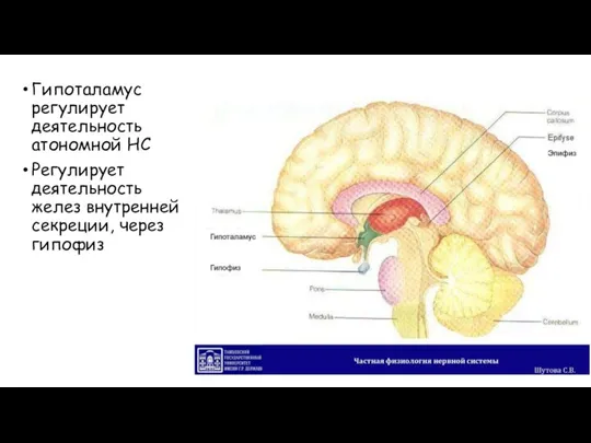 Гипоталамус регулирует деятельность атономной НС Регулирует деятельность желез внутренней секреции, через гипофиз