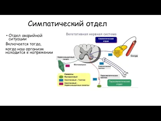 Симпатический отдел Отдел аварийной ситуации Включается тогда, когда наш организм находится в