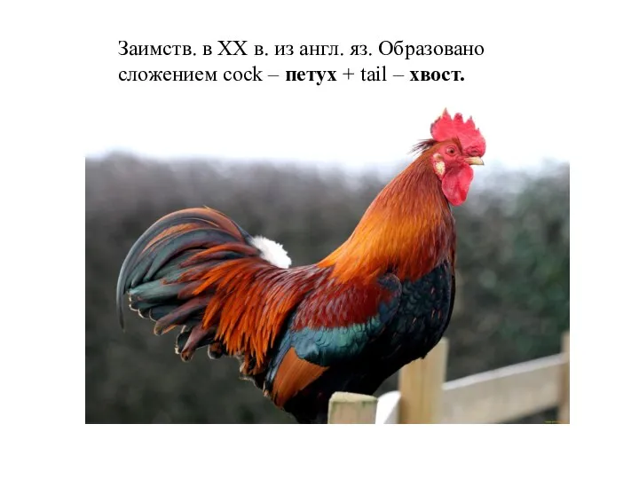 Заимств. в XX в. из англ. яз. Образовано сложением cock – петух + tail – хвост.