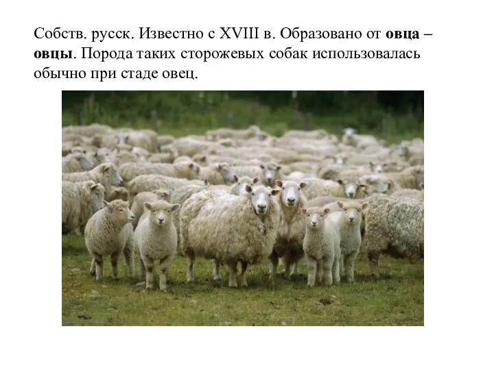 Собств. русск. Известно с XVIII в. Образовано от овца – овцы. Порода