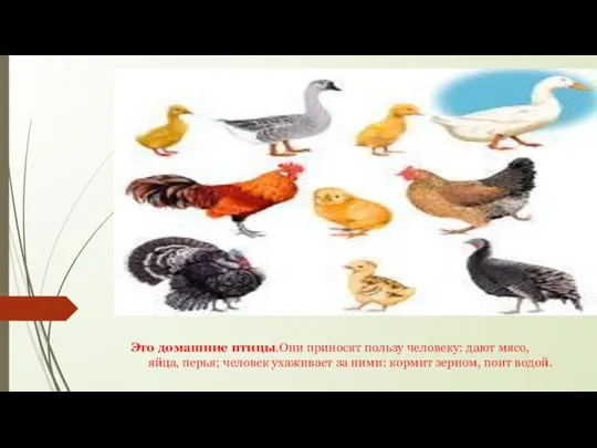 Это домашние птицы.Они приносят пользу человеку: дают мясо, яйца, перья; человек ухаживает