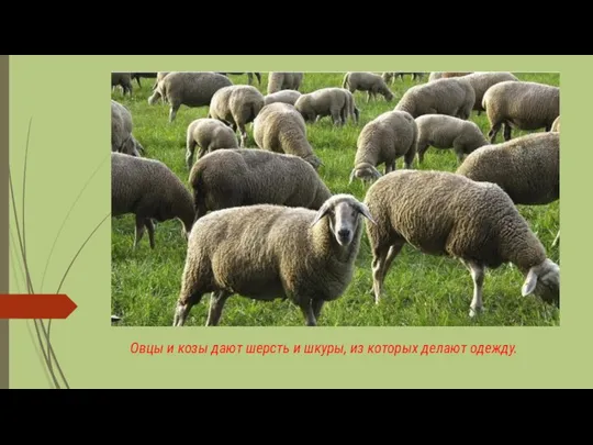 Овцы и козы дают шерсть и шкуры, из которых делают одежду.