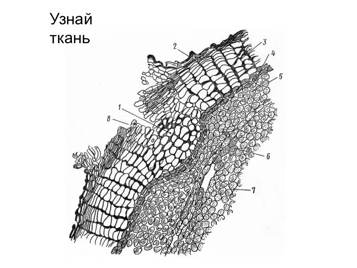 Узнай ткань