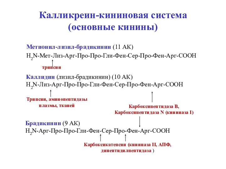 Калликреин-кининовая система (основные кинины) Метионил-лизил-брадикинин (11 АК) H2N-Мет-Лиз-Арг-Про-Про-Гли-Фен-Сер-Про-Фен-Арг-СООН трипсин Каллидин (лизил-брадикинин) (10