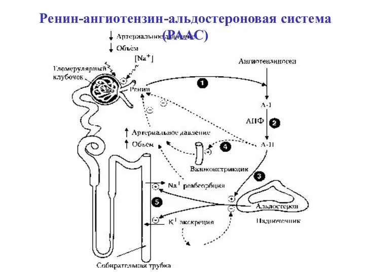 Ренин-ангиотензин-альдостероновая система (РААС)