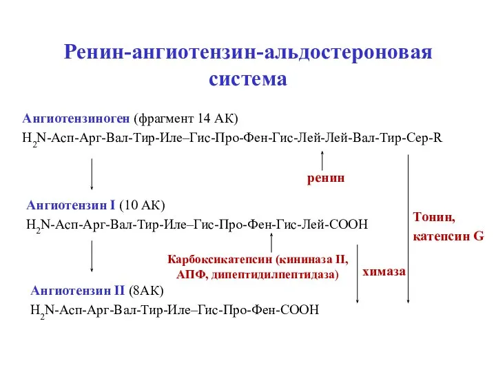 Ренин-ангиотензин-альдостероновая система Ангиотензиноген (фрагмент 14 АК) H2N-Асп-Арг-Вал-Тир-Иле–Гис-Про-Фен-Гис-Лей-Лей-Вал-Тир-Сер-R Ангиотензин I (10 АК) H2N-Асп-Арг-Вал-Тир-Иле–Гис-Про-Фен-Гис-Лей-СООН