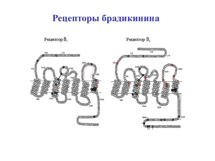 Рецепторы брадикинина