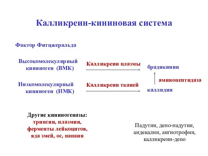 Калликреин-кининовая система Фактор Фитцжеральда Высокомолекулярный кининоген (ВМК) Низкомолекулярный кининоген (НМК) Калликреин плазмы