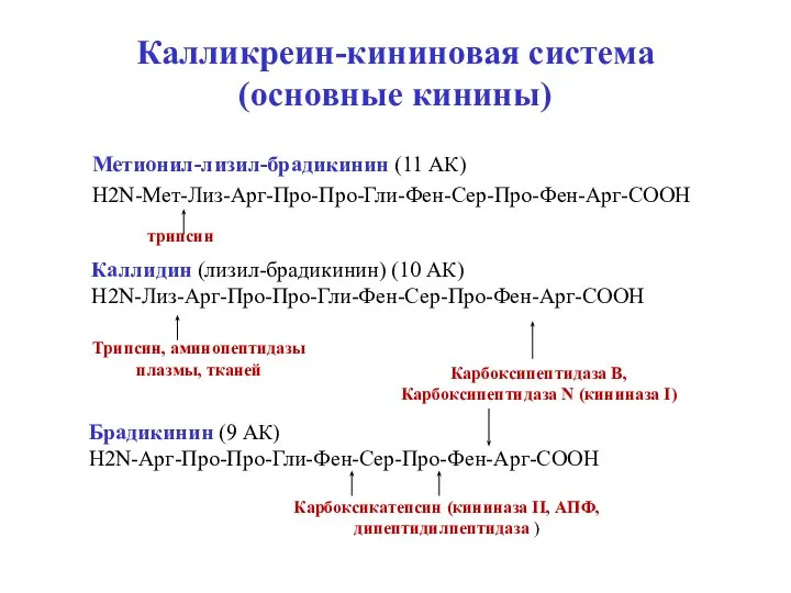 Калликреин-кининовая система (основные кинины) Метионил-лизил-брадикинин (11 АК) H2N-Мет-Лиз-Арг-Про-Про-Гли-Фен-Сер-Про-Фен-Арг-СООН трипсин Каллидин (лизил-брадикинин) (10