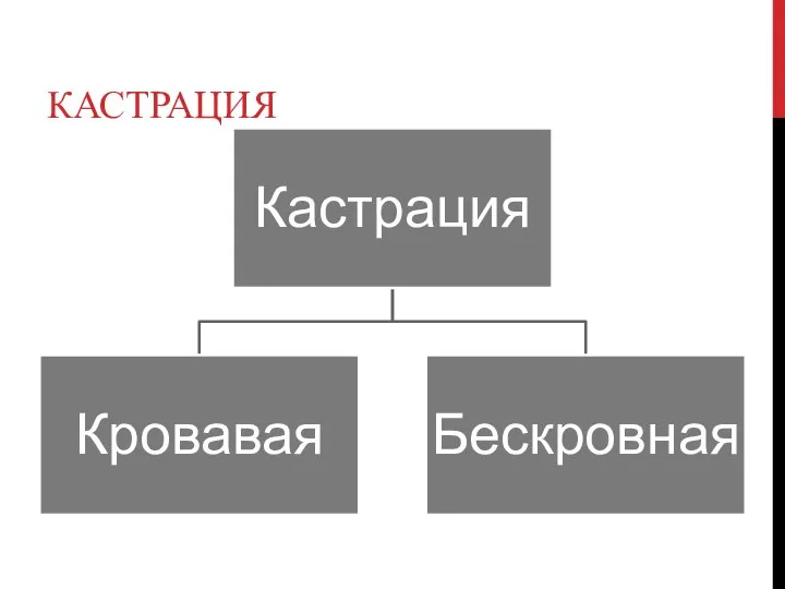 КАСТРАЦИЯ