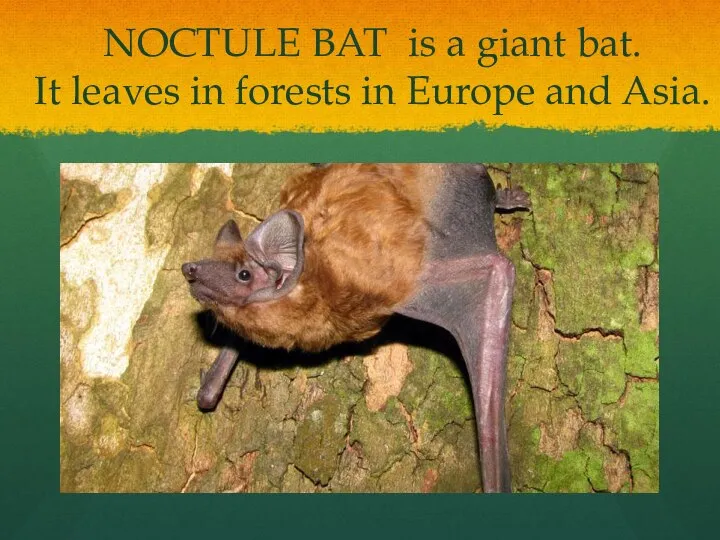 NOCTULE BAT is a giant bat. It leaves in forests in Europe and Asia.