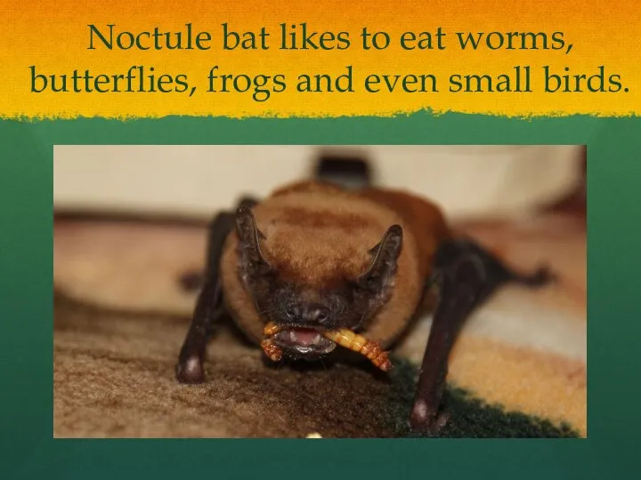 Noctule bat likes to eat worms, butterflies, frogs and even small birds.