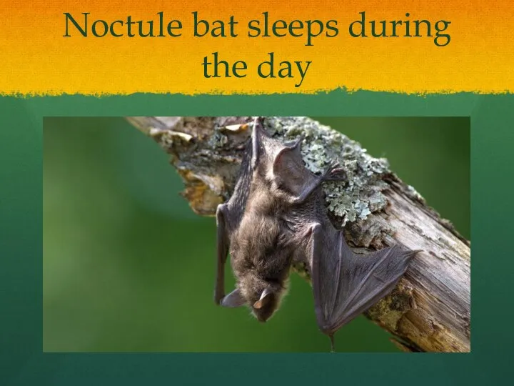 Noctule bat sleeps during the day