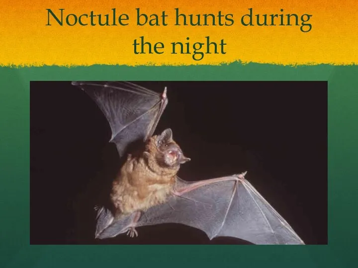 Noctule bat hunts during the night