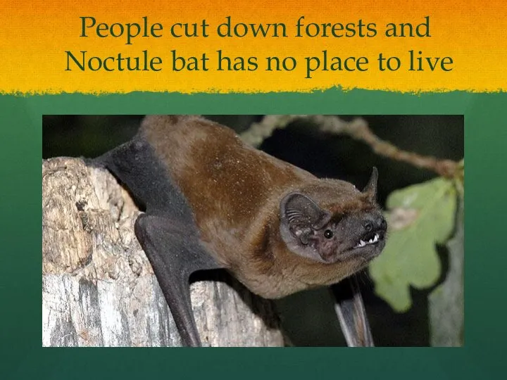 People cut down forests and Noctule bat has no place to live