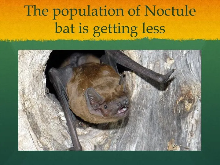 The population of Noctule bat is getting less