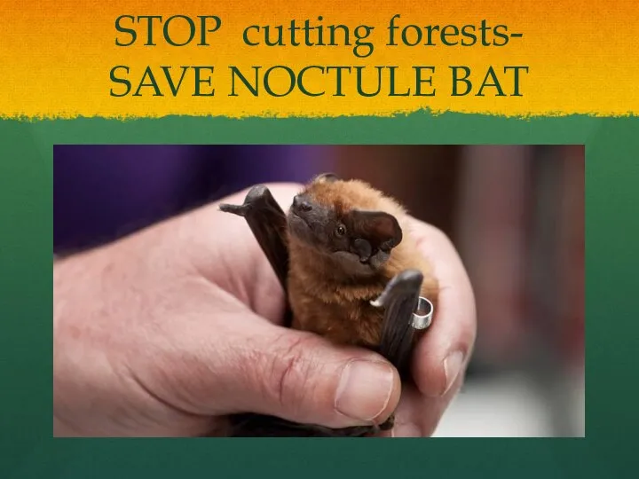 STOP cutting forests- SAVE NOCTULE BAT