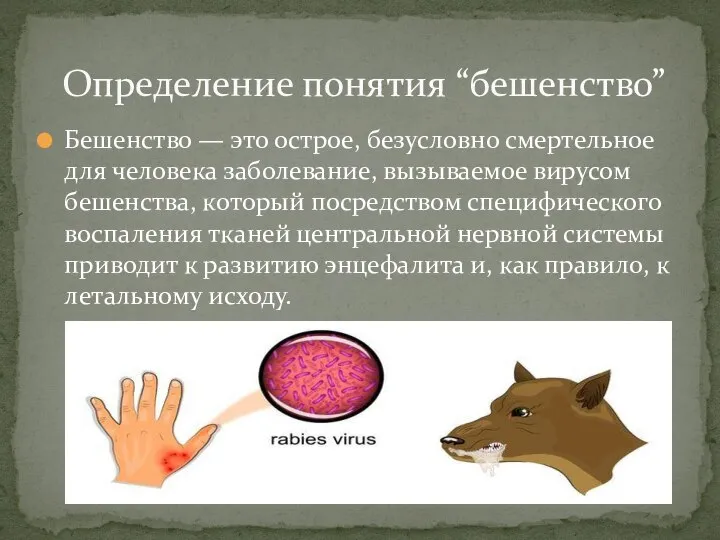 Бешенство — это острое, безусловно смертельное для человека заболевание, вызываемое вирусом бешенства,