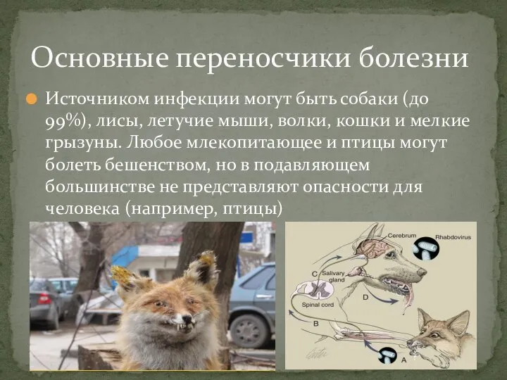 Источником инфекции могут быть собаки (до 99%), лисы, летучие мыши, волки, кошки