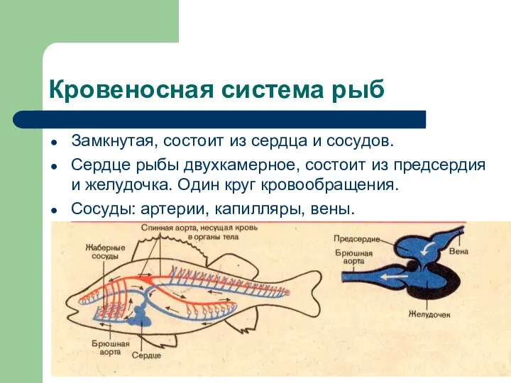 Кровеносная система рыб Замкнутая, состоит из сердца и сосудов. Сердце рыбы двухкамерное,