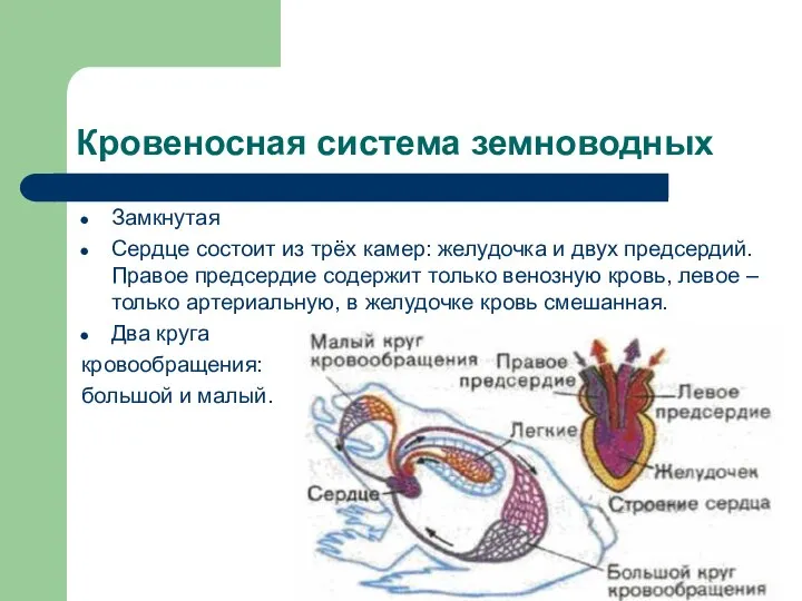 Кровеносная система земноводных Замкнутая Сердце состоит из трёх камер: желудочка и двух