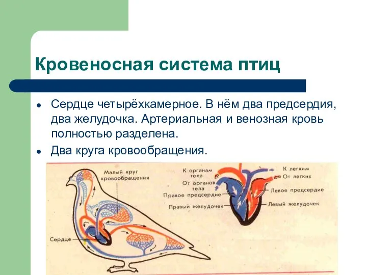 Кровеносная система птиц Сердце четырёхкамерное. В нём два предсердия, два желудочка. Артериальная