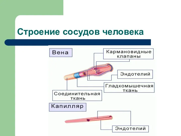 Строение сосудов человека