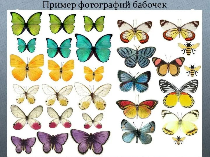 Пример фотографий бабочек