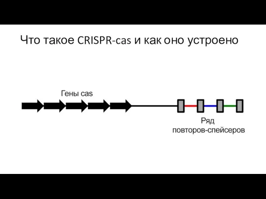 Что такое CRISPR-cas и как оно устроено
