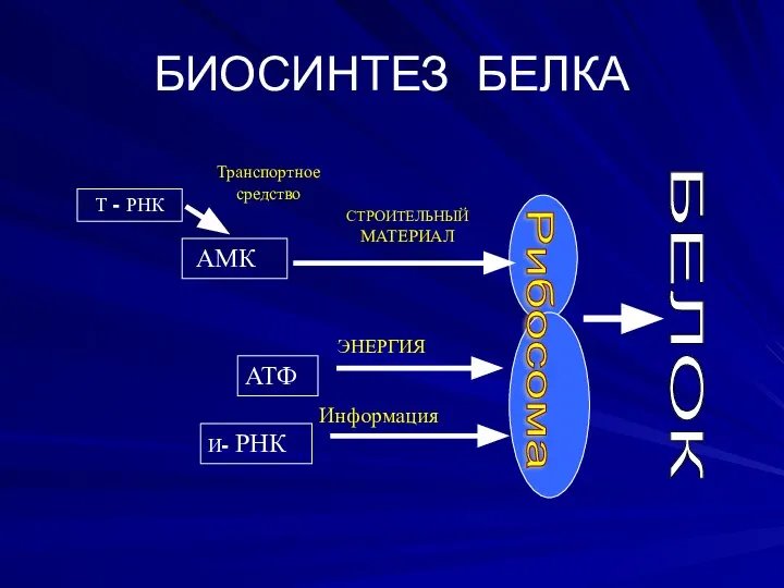 БИОСИНТЕЗ БЕЛКА СТРОИТЕЛЬНЫЙ МАТЕРИАЛ Т - РНК АМК ЭНЕРГИЯ АТФ И- РНК