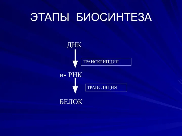 ЭТАПЫ БИОСИНТЕЗА ТРАНСКРИПЦИЯ ТРАНСЛЯЦИЯ ДНК и- РНК БЕЛОК