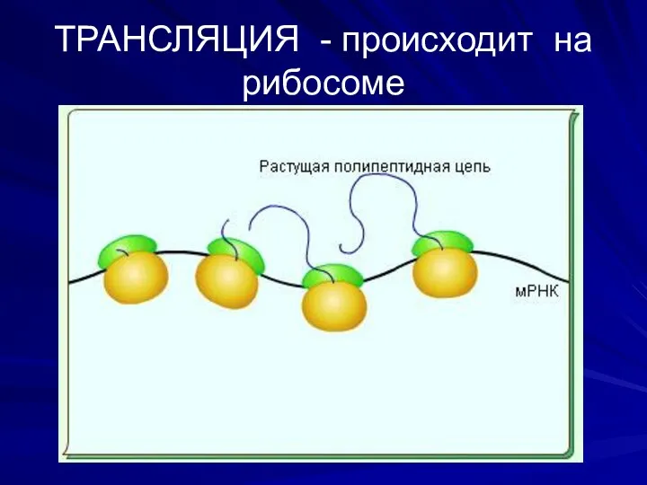 ТРАНСЛЯЦИЯ - происходит на рибосоме