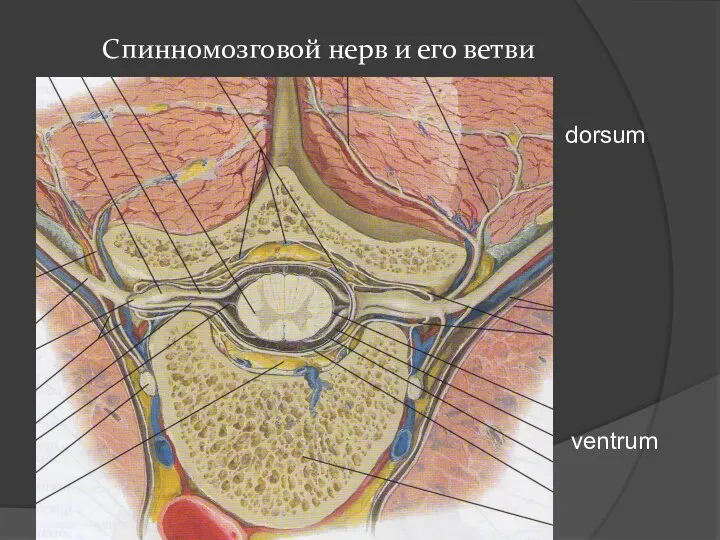 Спинномозговой нерв и его ветви dorsum ventrum