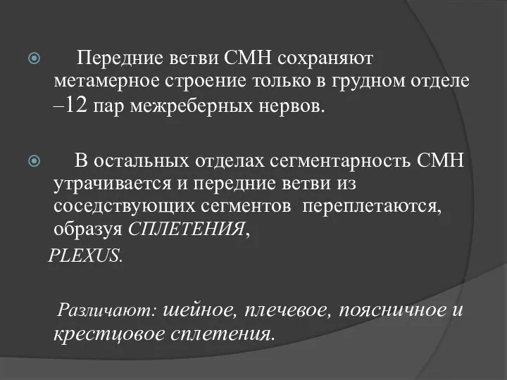 Передние ветви CМН сохраняют метамерное строение только в грудном отделе –12 пар