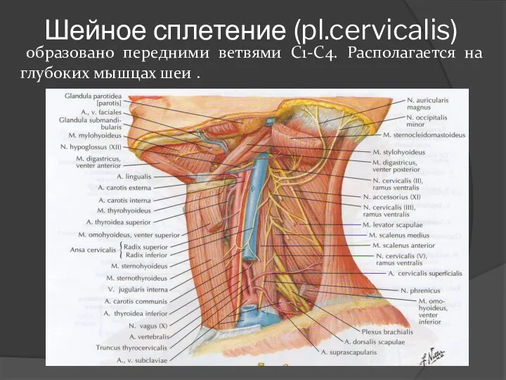 Шейное сплетение (pl.cervicalis) образовано передними ветвями C1-C4. Располагается на глубоких мышцах шеи .