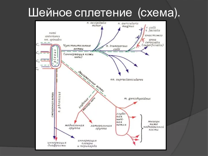 Шейное сплетение (схема).