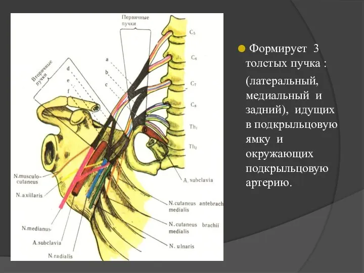 Формирует 3 толстых пучка : (латеральный, медиальный и задний), идущих в подкрыльцовую