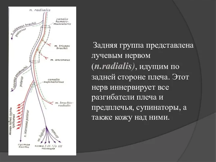 Задняя группа представлена лучевым нервом (n.radialis), идущим по задней стороне плеча. Этот