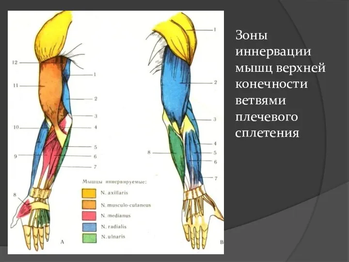 Зоны иннервации мышц верхней конечности ветвями плечевого сплетения