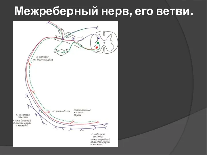 Межреберный нерв, его ветви.