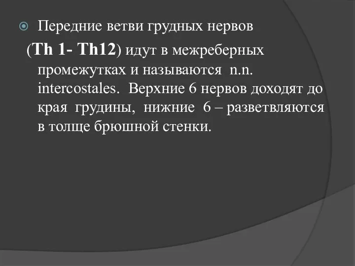 Передние ветви грудных нервов (Th 1- Th12) идут в межреберных промежутках и