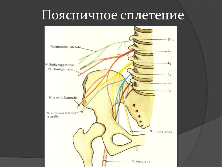 Поясничное сплетение